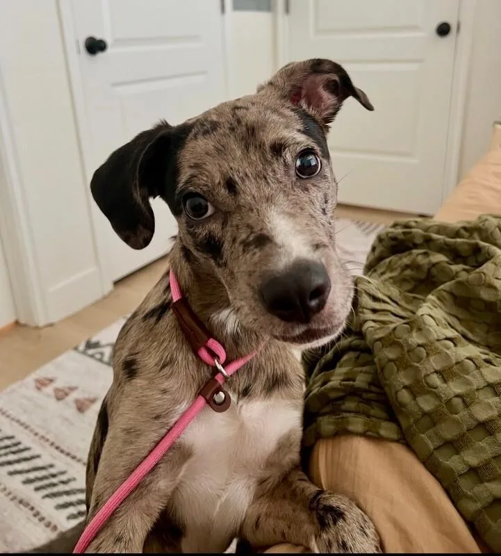 A baby medium-sized female Gray / Blue / Silver Catahoula Leopard Dog dog named Maeve for adoption in Boulder, CO