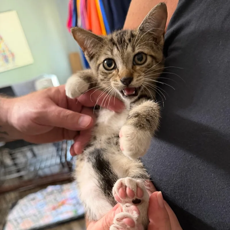A baby small-sized male Gray / Blue / Silver Domestic Short Hair cat named Scritches for adoption in Sequatchie, TN