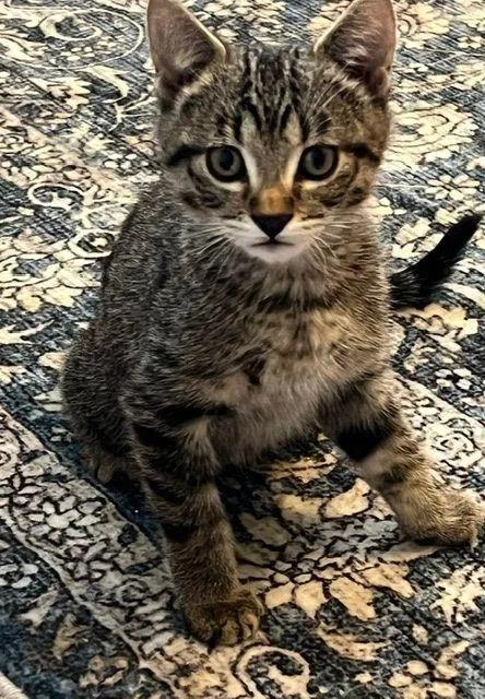 Roscoe