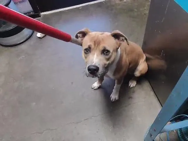A young medium-sized male Pit Bull Terrier dog named Torch for adoption in Tulsa, OK
