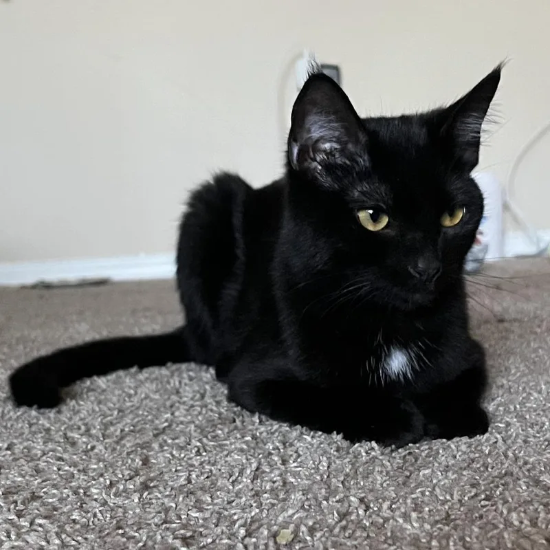 An adult small-sized female Black Domestic Short Hair cat named Gravy for adoption in Lithia, FL