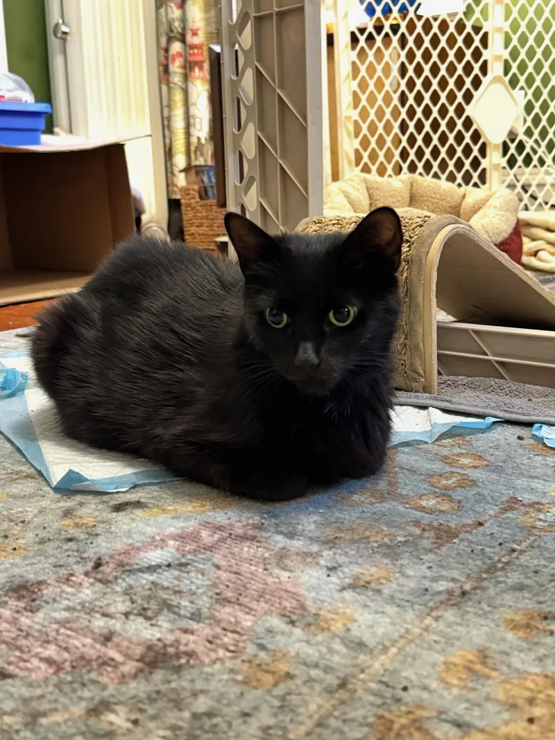 A young medium-sized female Black Domestic Short Hair cat named Princess Pastina for adoption in Newark, NJ