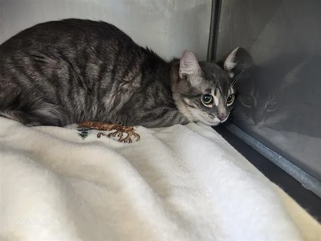 An adult medium-sized male Domestic Medium Hair cat named Tony for adoption in Santa Cruz, CA