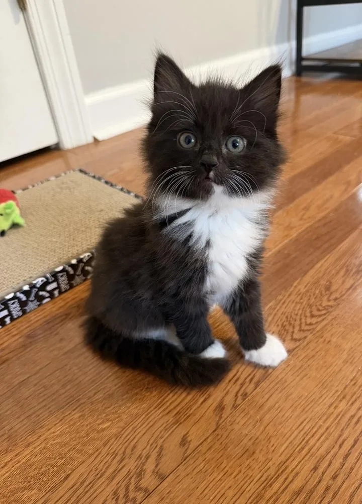 A baby small-sized male Domestic Medium Hair cat named Bram Stoker for adoption in WARNER ROBINS, GA