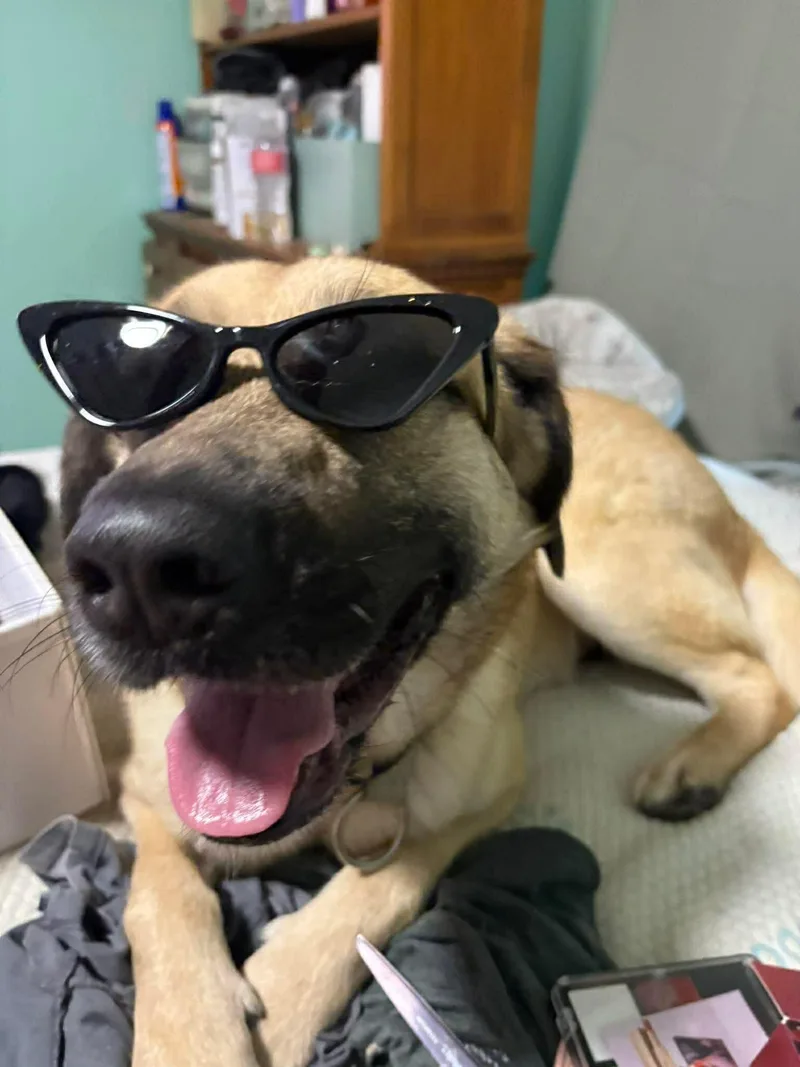 Ozzie