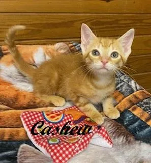 A baby medium-sized female Tabby (Orange / Red) Tabby cat named Cashew for adoption in Southern Pines, NC