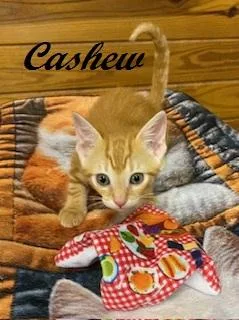 Cashew thumbnail 2