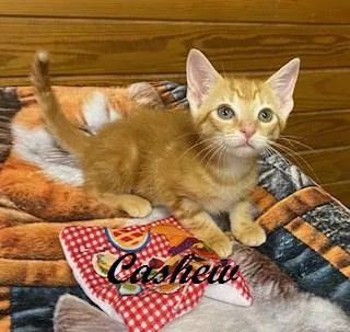 Cashew thumbnail 3