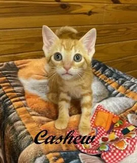 Cashew thumbnail 4