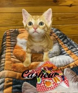 Cashew thumbnail 5