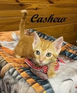 Cashew thumbnail 6