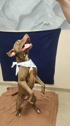 An adult medium-sized male Brown / Chocolate Mixed Breed dog named Maverick for adoption in Hamilton, OH