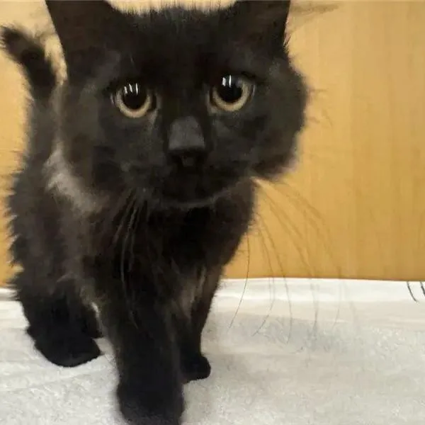A baby small-sized male Domestic Medium Hair cat named Patrick for adoption in Saint Louis, MO
