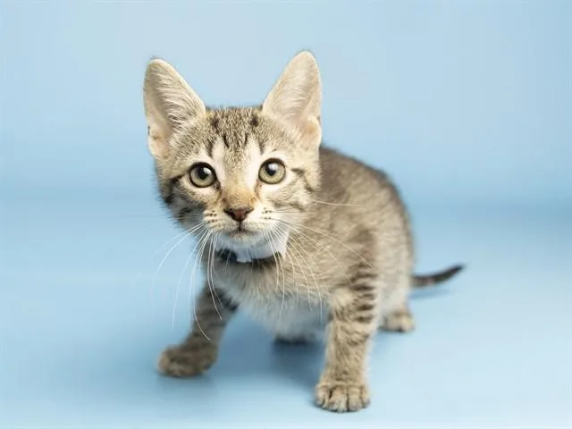 A baby small-sized female Domestic Short Hair cat named Cinnamon for adoption in Phoenix, AZ