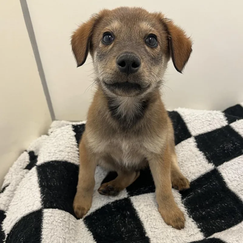 A baby medium-sized male Brown / Chocolate Labrador Retriever dog named Jeff for adoption in Kanab, UT