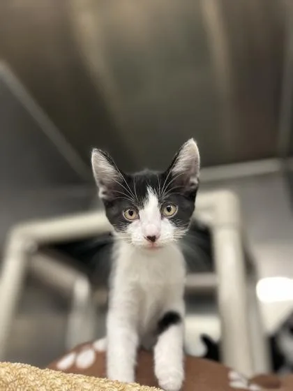 A baby small-sized female Domestic Short Hair cat named Silk for adoption in Munster, IN