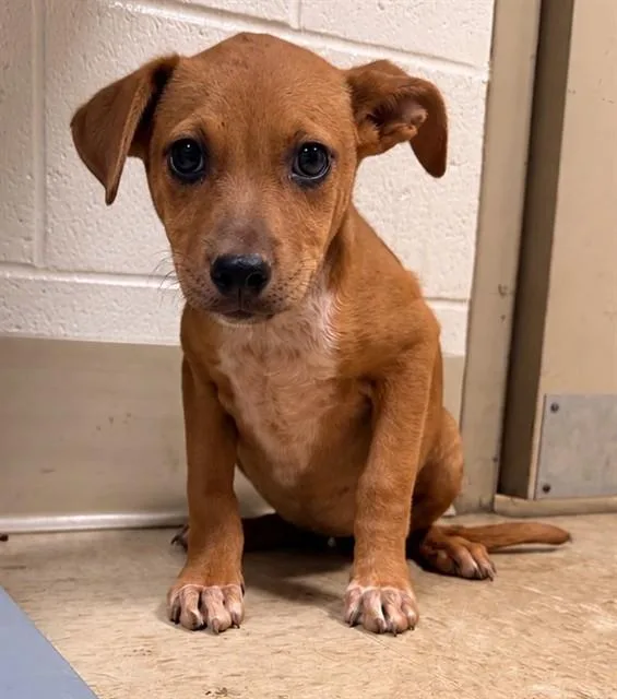 A baby small-sized female Boxer dog named Daisy for adoption in Statesville, NC
