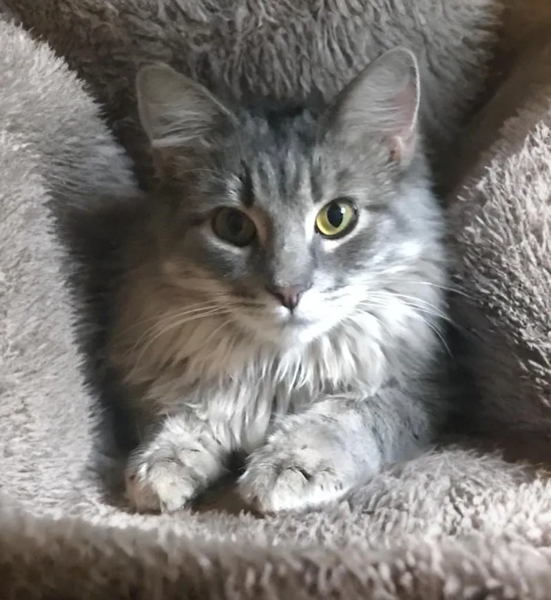 A young medium-sized female Gray / Blue / Silver Manx cat named Kiki for adoption in Houston, TX