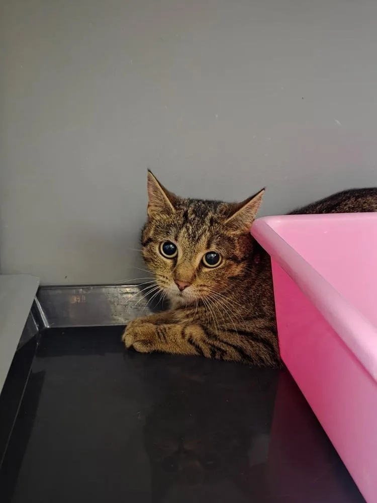 A young small-sized female Tabby (Brown / Chocolate) Domestic Short Hair cat named Winona for adoption in West Mifflin, PA