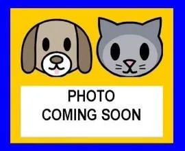 A young medium-sized male American Staffordshire Terrier dog named Oreo for adoption in San Antonio, TX