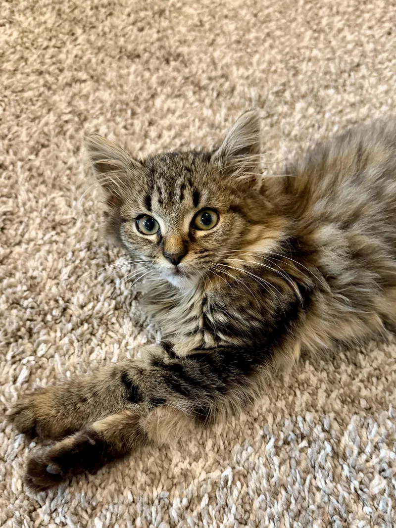 A baby small-sized female Tabby (Brown / Chocolate) Domestic Long Hair cat named Brewer for adoption in Milwaukee, WI