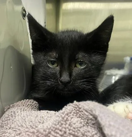 A baby small-sized male Domestic Short Hair cat named Grumpy Cat Face for adoption in Hobart, IN