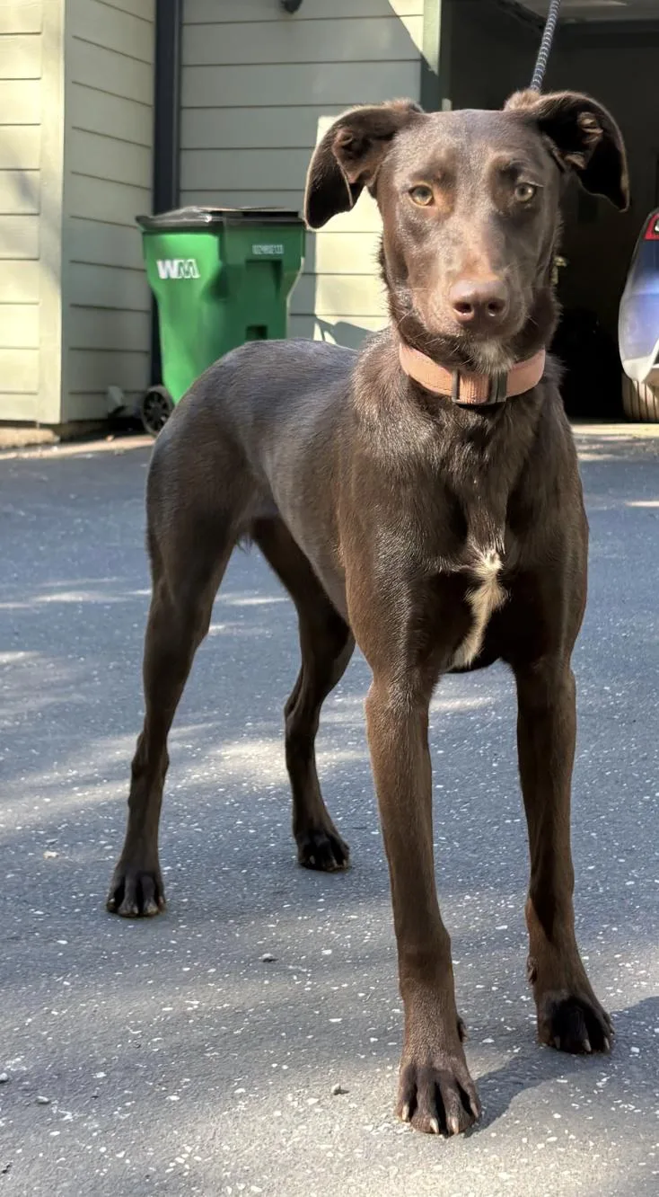 A young medium-sized female Chocolate Labrador Retriever dog named Mocha for adoption in Davis, CA