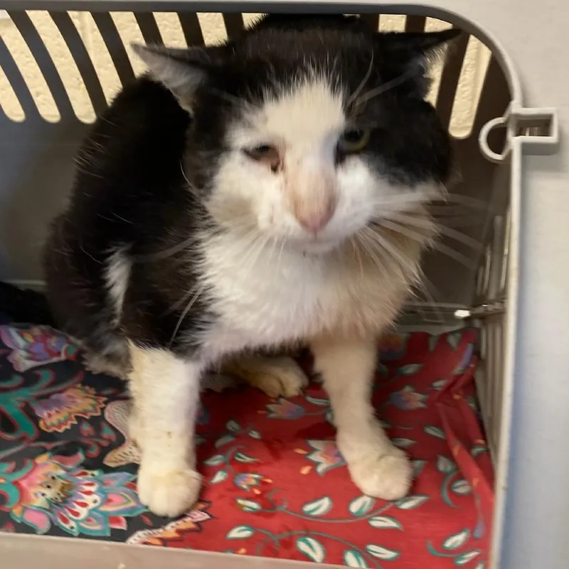 An adult large-sized male Black Domestic Short Hair cat named Gussy for adoption in Memphis, TN