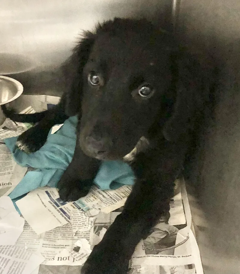 A baby medium-sized female Black Mixed Breed dog named Hummingbird for adoption in Parma, OH