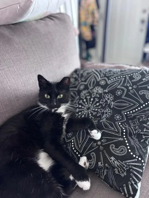 An adult medium-sized female Black & White / Tuxedo Domestic Short Hair cat named Hurricane Hadfield for adoption in Philadelphia, PA
