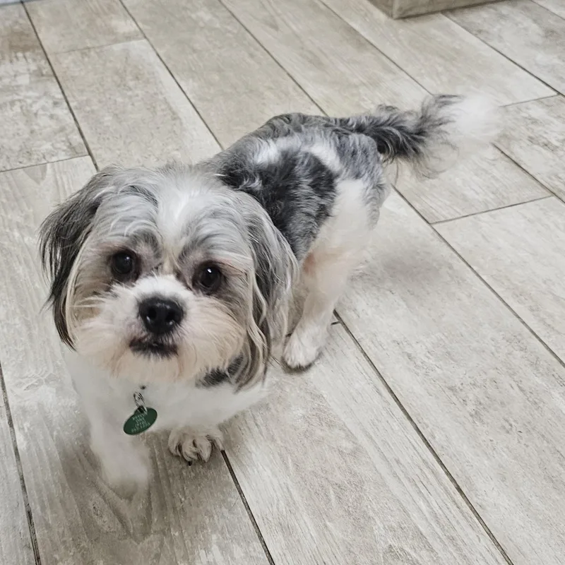 An adult small-sized male Merle (Blue) Shih Tzu dog named Buddy for adoption in Fenton, MI