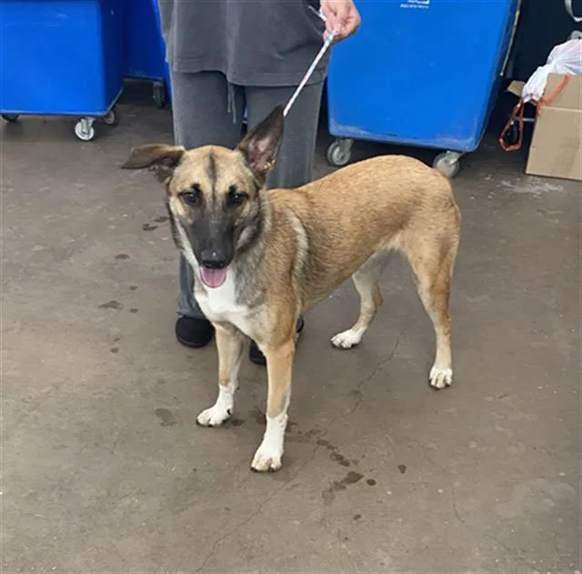 A young large-sized female Mixed Breed dog named Nevada for adoption in Dallas, TX