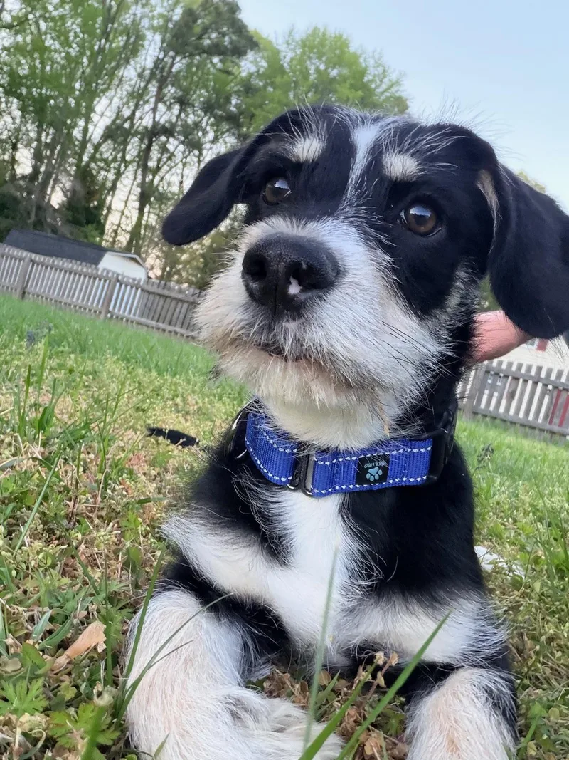 A baby medium-sized male Bicolor Wirehaired Dachshund dog named Max for adoption in Richmond, VA