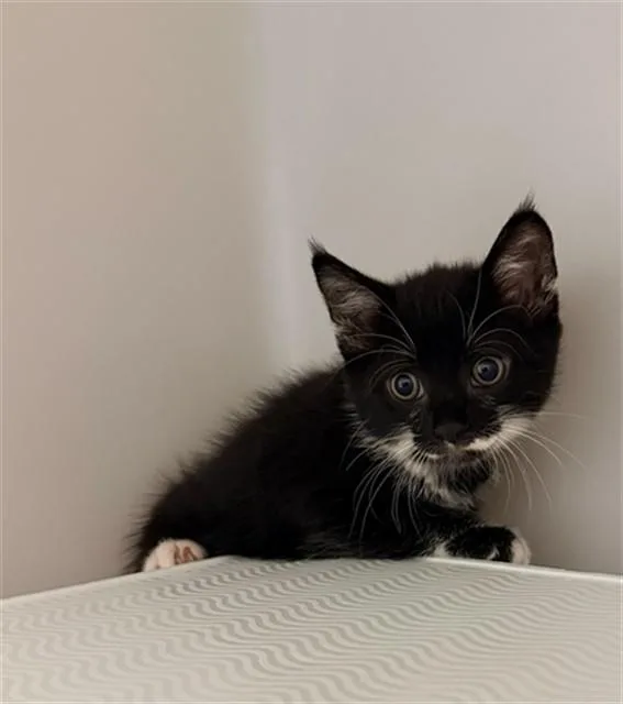 A baby small-sized female Domestic Short Hair cat named Lilac for adoption in Statesville, NC