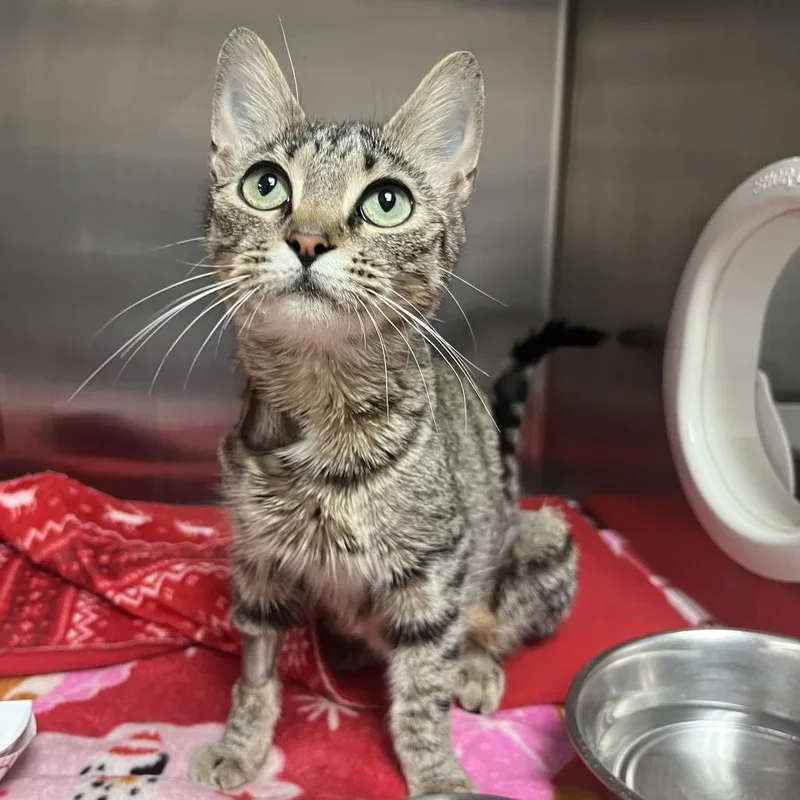 A young medium-sized female Brown / Chocolate Domestic Short Hair cat named Bizzy for adoption in Lakeland, FL