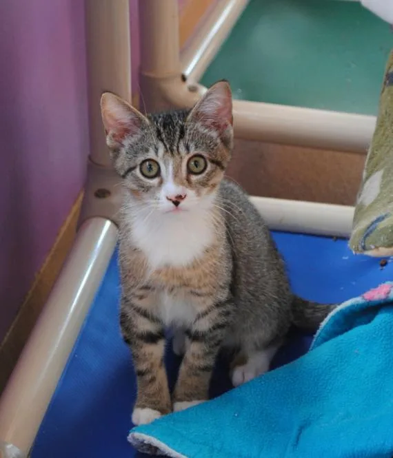 A young medium-sized male Tabby (Brown / Chocolate) Domestic Short Hair cat named Pony for adoption in Marietta, GA