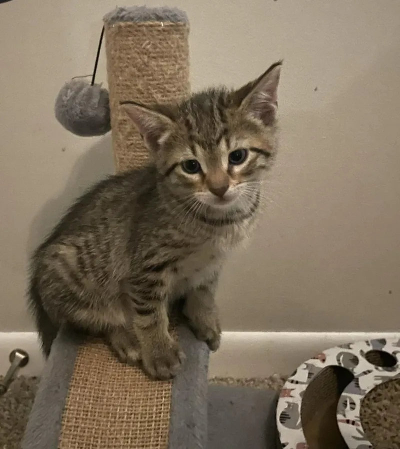 A baby small-sized male Domestic Short Hair cat named Drax for adoption in Lockport, IL