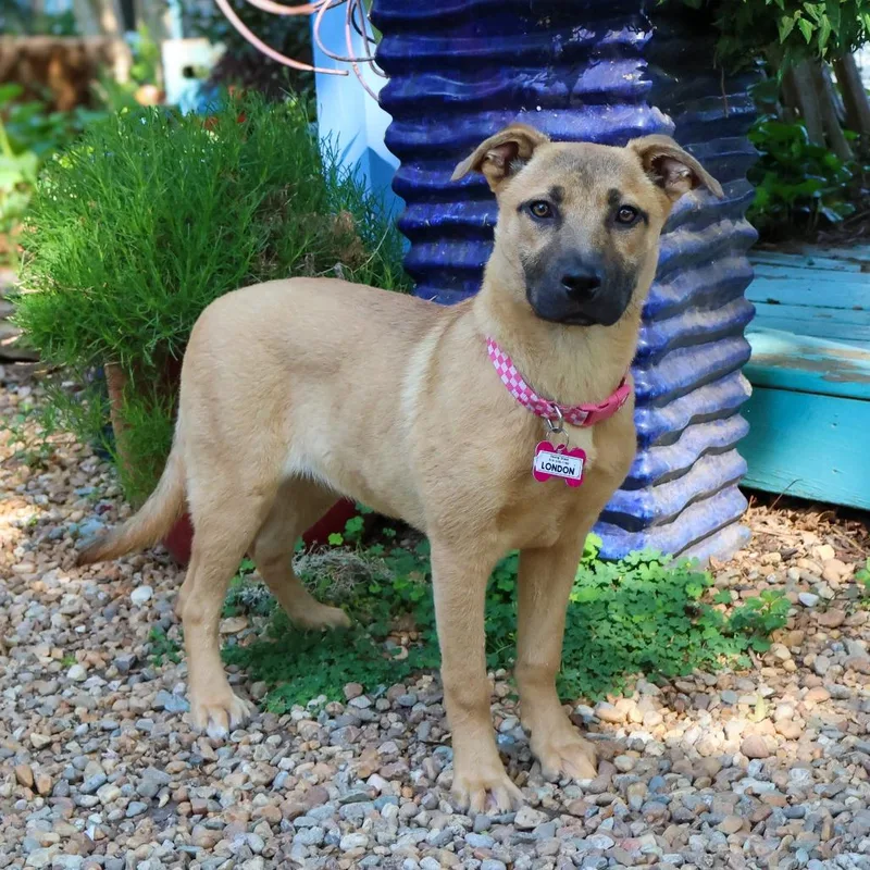 A young medium-sized female Yellow / Tan / Blond / Fawn Shepherd dog named London for adoption in Wake Forest, NC