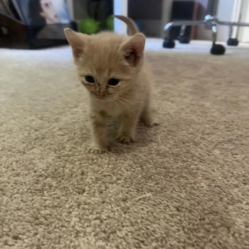 A baby small-sized female Orange / Red Domestic Short Hair cat named Daphne for adoption in Ashland, VA