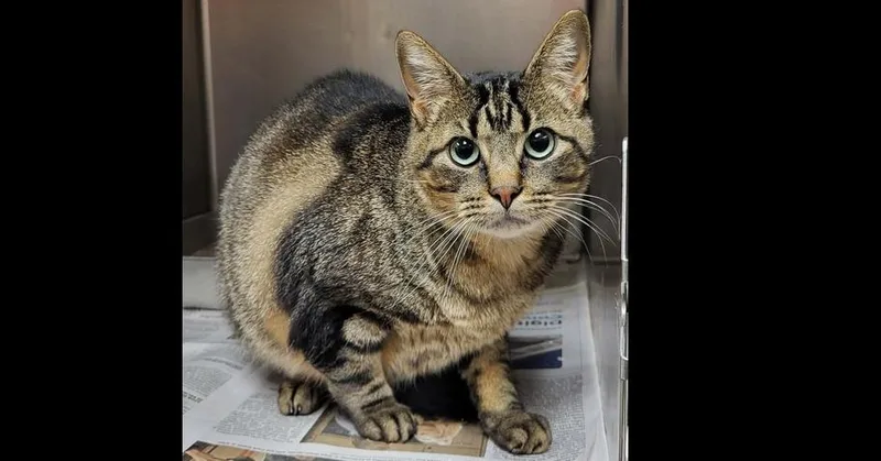 An adult medium-sized male Domestic Short Hair cat named Merrimack for adoption in Groveland, MA