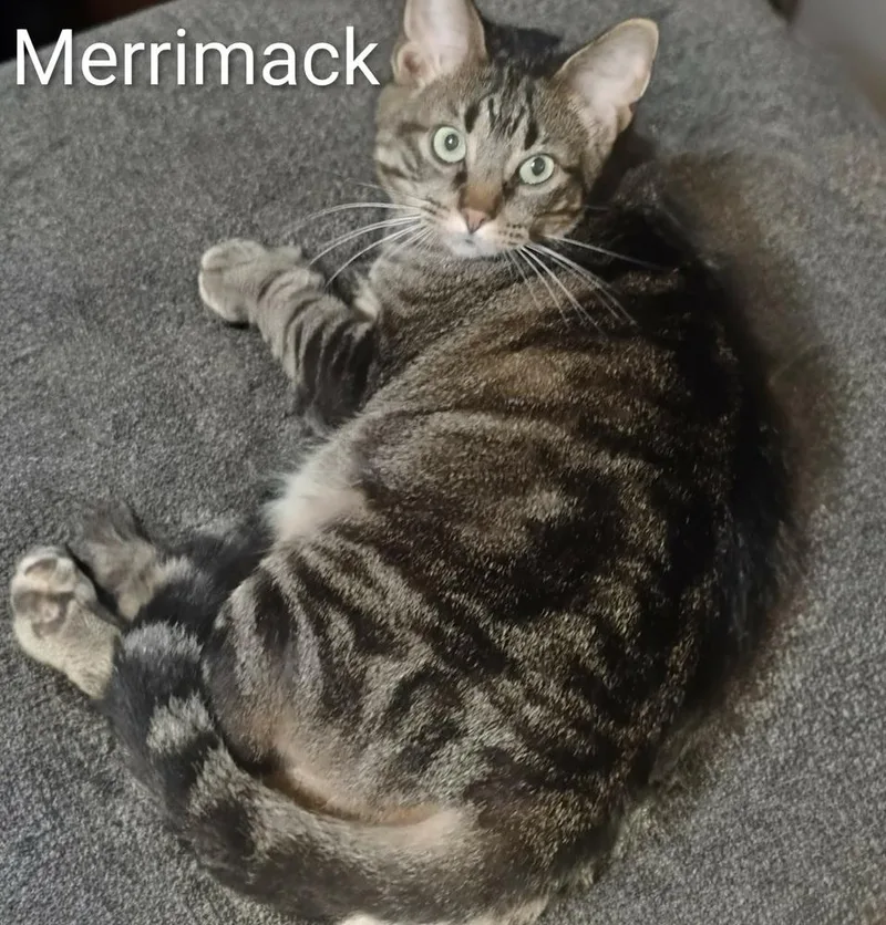 Merrimack thumbnail 3