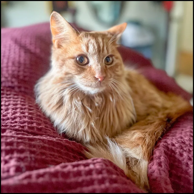 An adult medium-sized male Tabby (Orange / Red) Domestic Long Hair cat named Fluffy for adoption in Roswell, GA