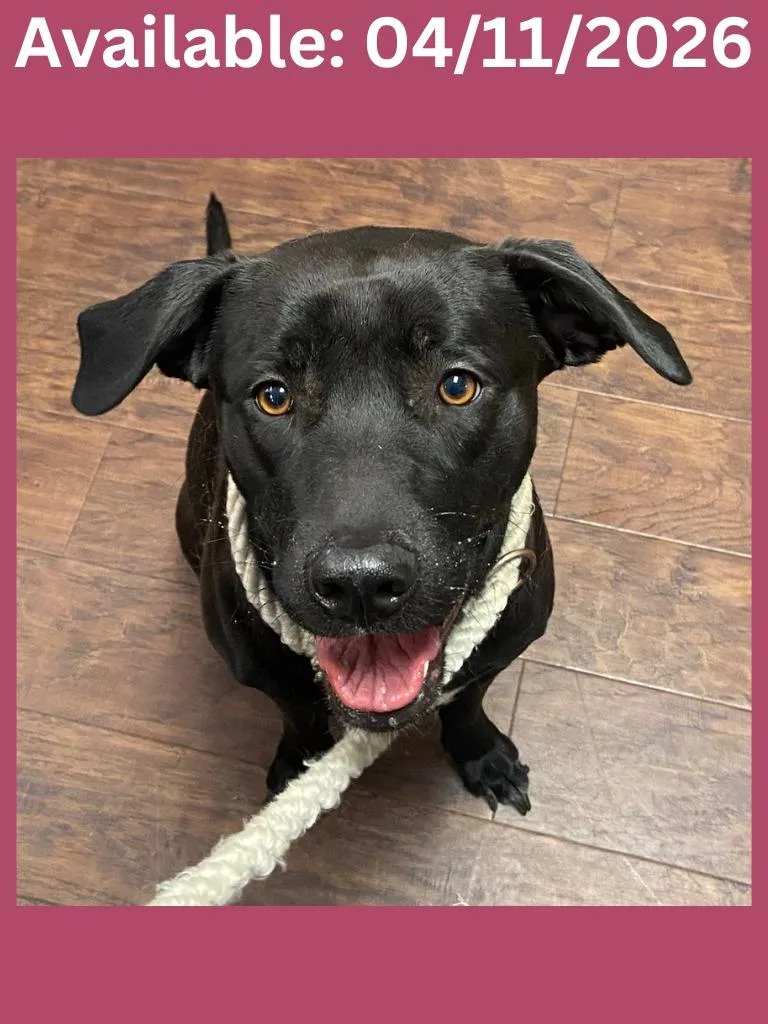 A young medium-sized female Labrador Retriever dog named Dog Kennel  Lila for adoption in Greenville, TX