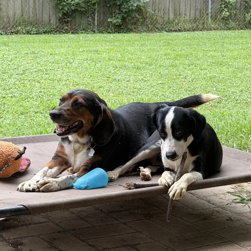 An adult medium-sized female Tricolor (Brown, Black, & White) Beagle dog named Scottie for adoption in Jeffersonville, IN