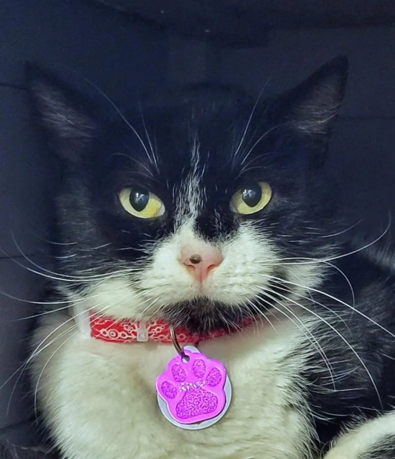 Rhea  Purrmanent Resident