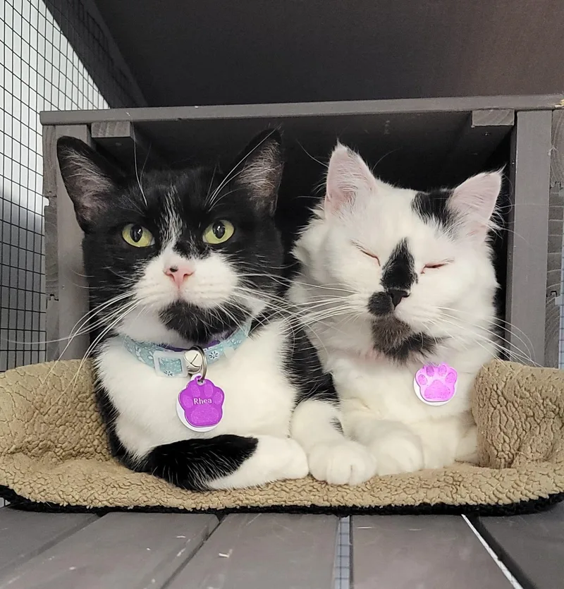 Rhea  Purrmanent Resident thumbnail 2