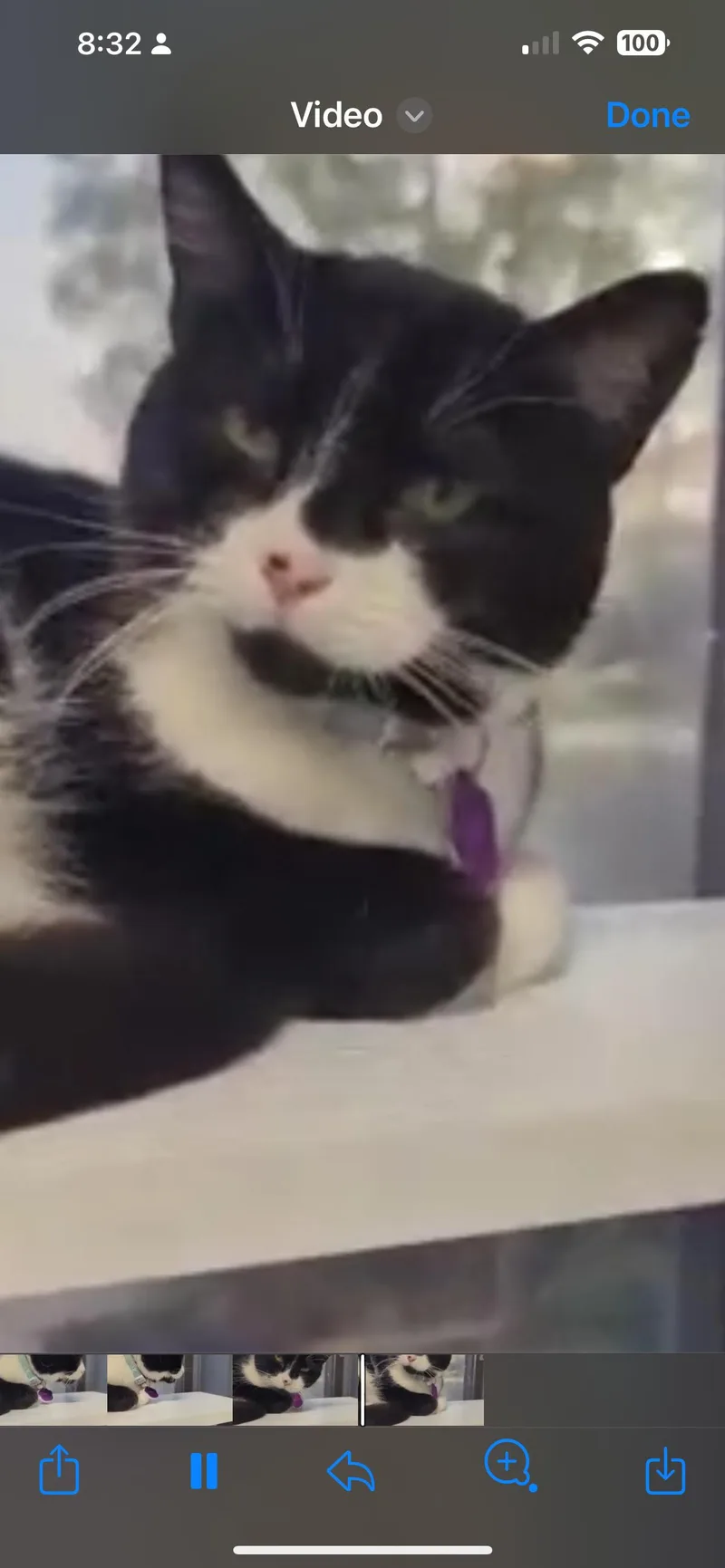 Rhea  Purrmanent Resident thumbnail 3