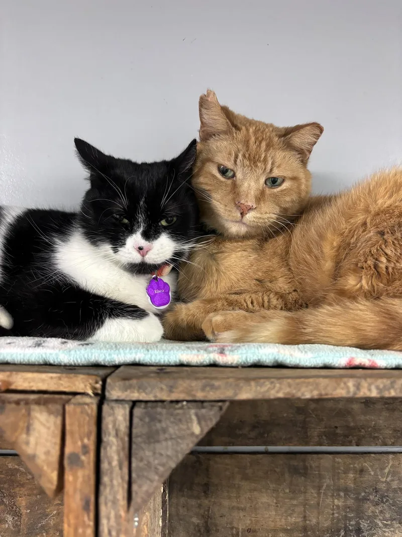 Rhea  Purrmanent Resident thumbnail 4