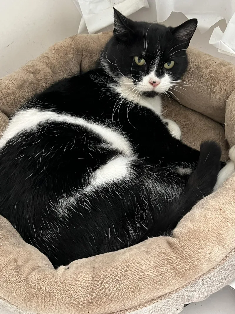 Rhea  Purrmanent Resident thumbnail 5