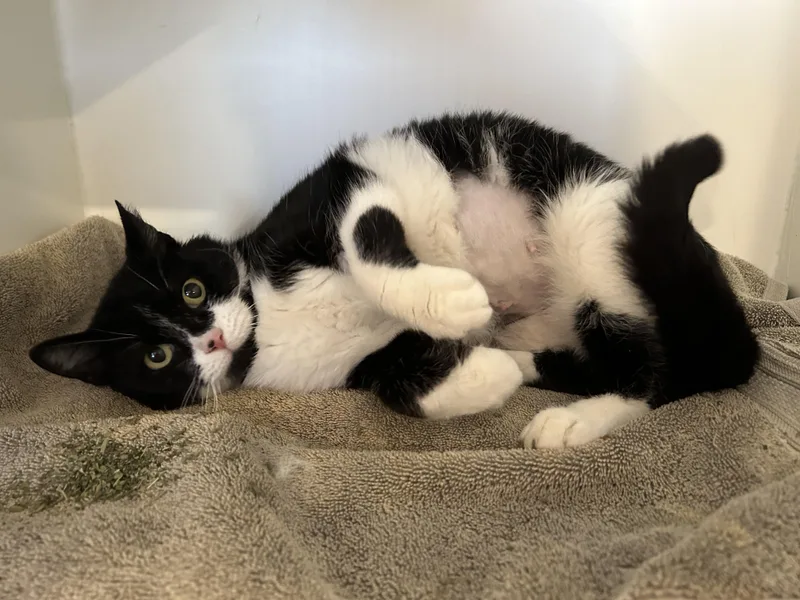 Rhea  Purrmanent Resident thumbnail 6